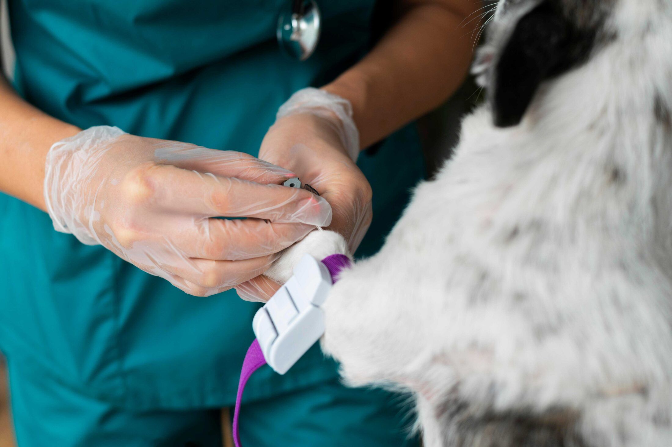 Eletrocardiograma na Vida de Cão