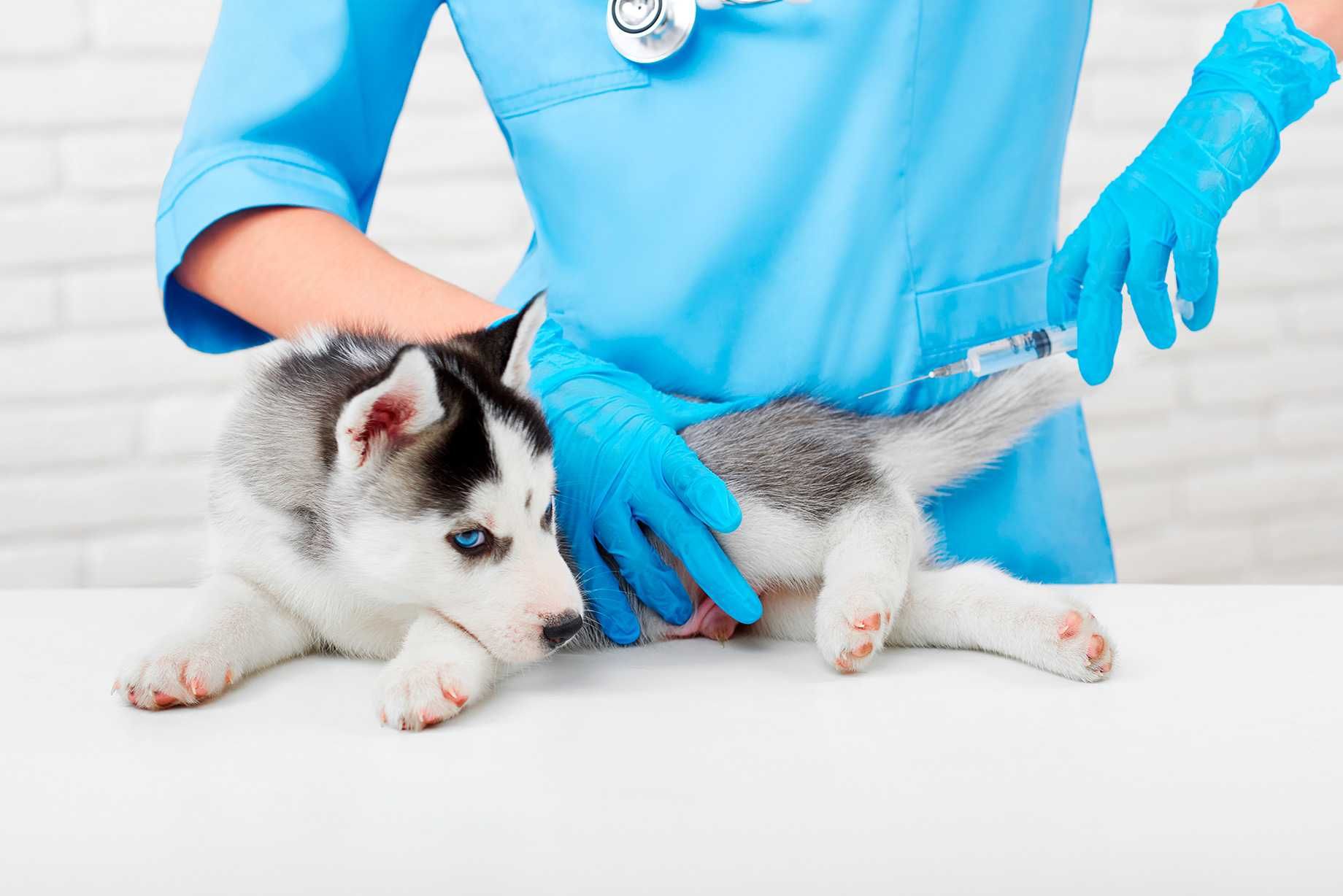 Anestesia na Vida de Cão